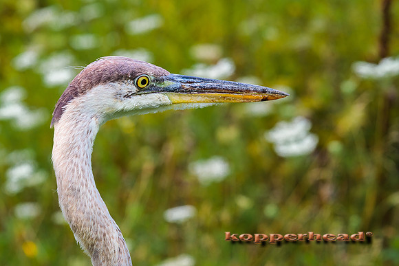 65674 08 2014 Kopperhead