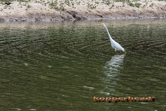 05183 06 2013 Kopperhead