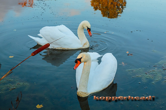 13402 11 2013 Kopperhead