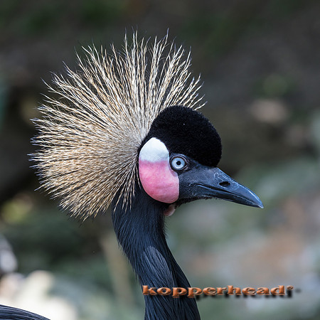 06791 06 2017 Kopperhead