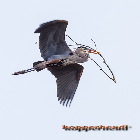 61840 03 2013 Kopperhead