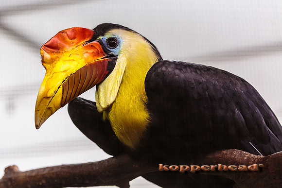 21689 06 2014 Kopperhead