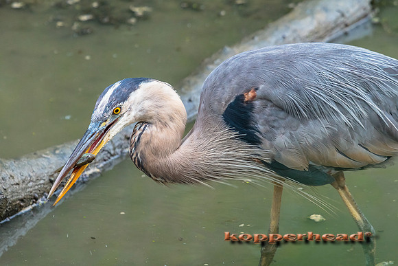 67759 08 2015 Kopperhead