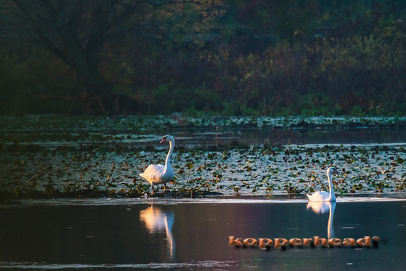 63539 10 2013 Kopperhead