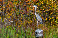Avian