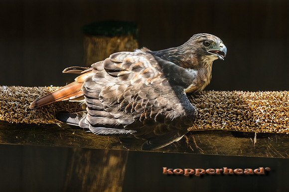 09404 08 2017 Kopperhead