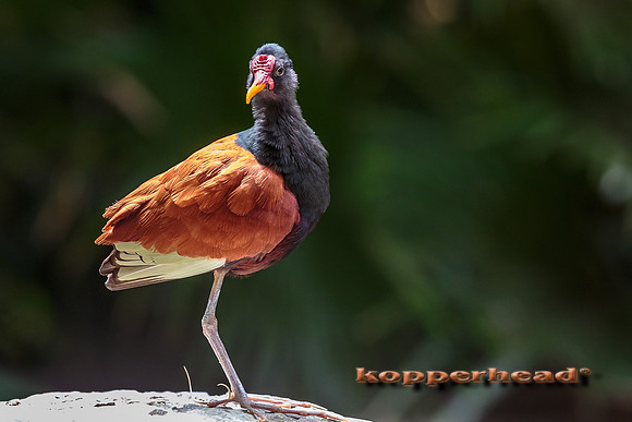 31483 04 2015 Kopperhead