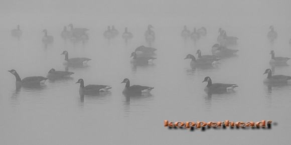 68703 12 2015 Kopperhead