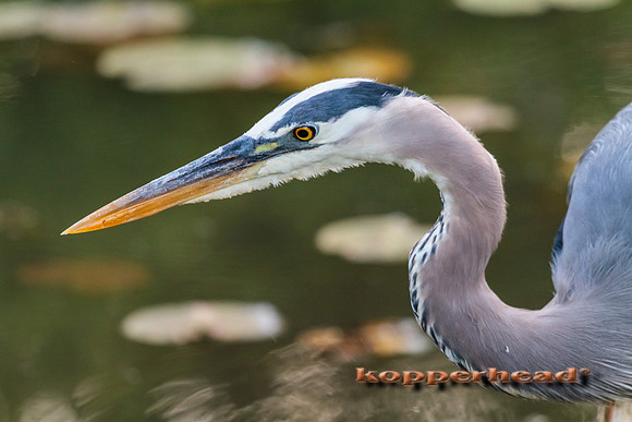 64795 06 2014 Kopperhead