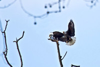 Eagle Action CVNP
