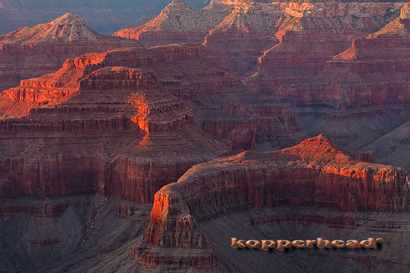 04594x 03 2009 Kopperhead