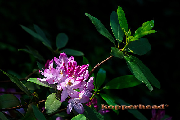 38791 06 2019 Kopperhead