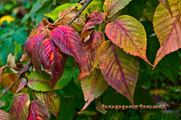 39221 10 2011 Kopperhead
