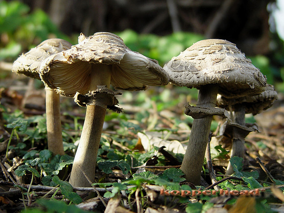 Toadstool Quartet low B