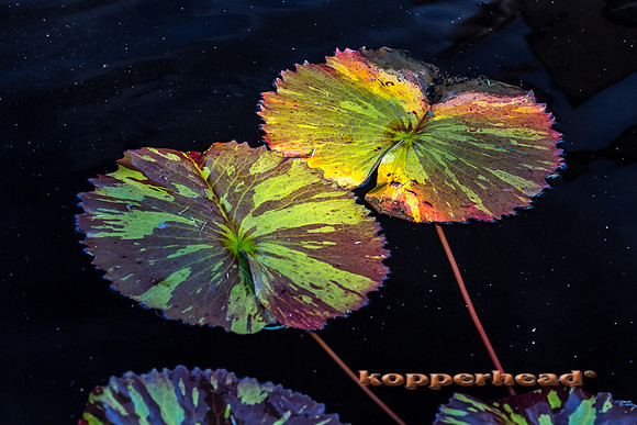 25162 08 2014 Kopperhead
