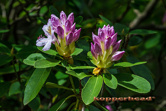 45688 05 2012 Kopperhead