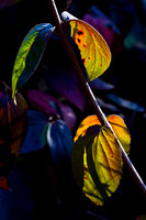 Other Flora
