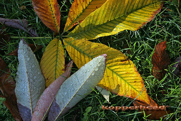 9157x 10 2005 Kopperhead