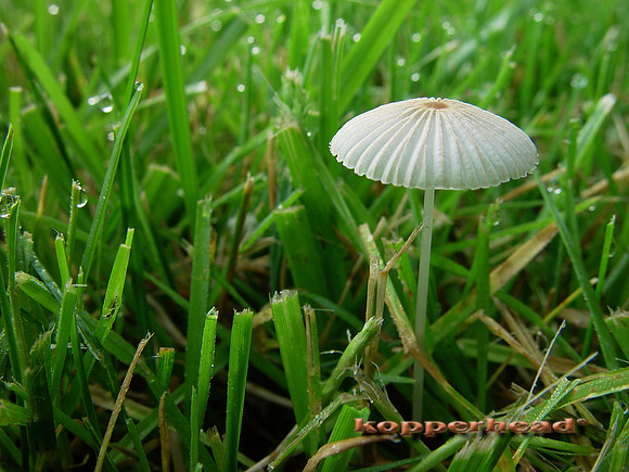 Umbrella Toadstool A 3083x
