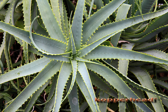 06842x 07 2009 Kopperhead