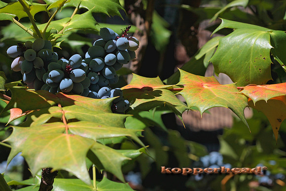 06188x 06 2008 Kopperhead