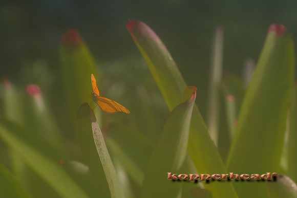 45193 11 2015 Kopperhead