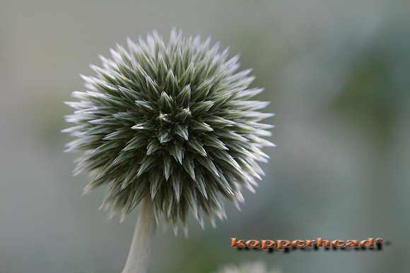 06910x 07 2010 Kopperhead