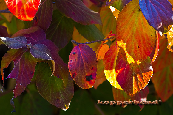 39377 11 2011 Kopperhead