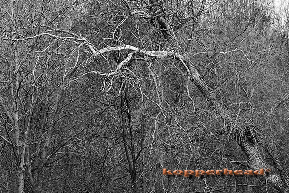 47838 01 2016 Kopperhead