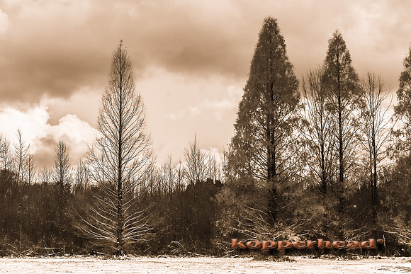 45737 11 2015 Kopperhead