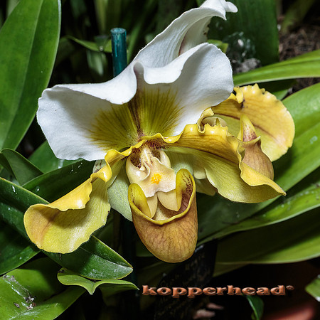 48602 02 2016 Kopperhead