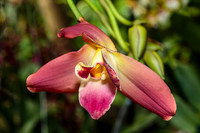 Orchid Mania