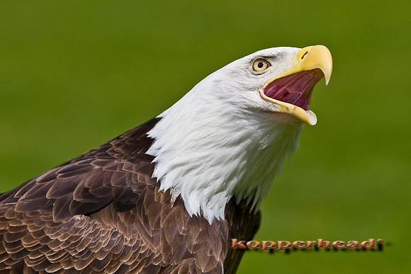 45076 04 2012 Kopperhead