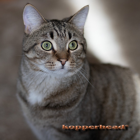 00691 01 2021 Kopperhead
