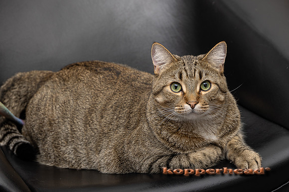 21604 12 2021 Kopperhead