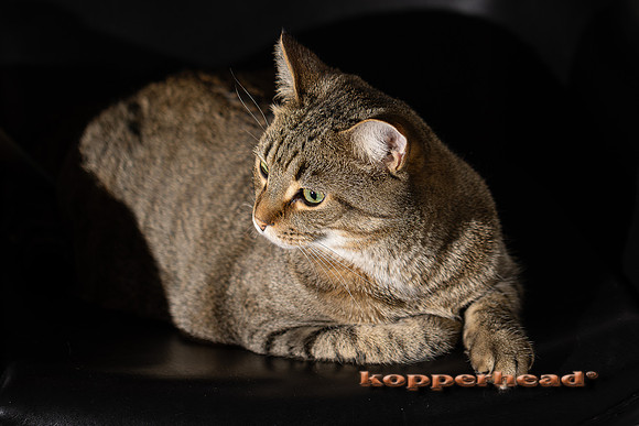 21610 12 2021 Kopperhead