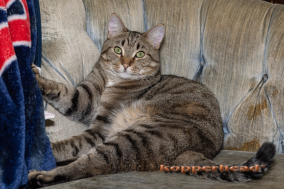 02154 02 2021 Kopperhead
