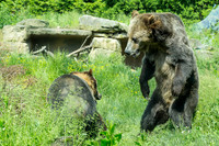 Akron Zoo June & July 2020