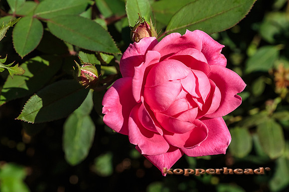 41416 09 2015 Kopperhead