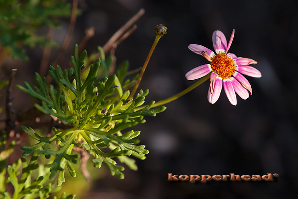 41398 09 2015 Kopperhead