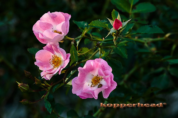 41475 09 2015 Kopperhead