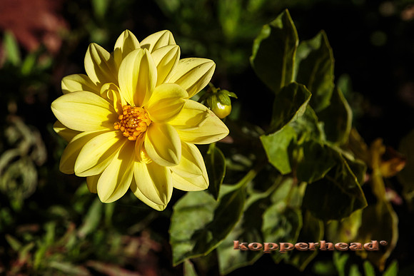 41402 09 2015 Kopperhead