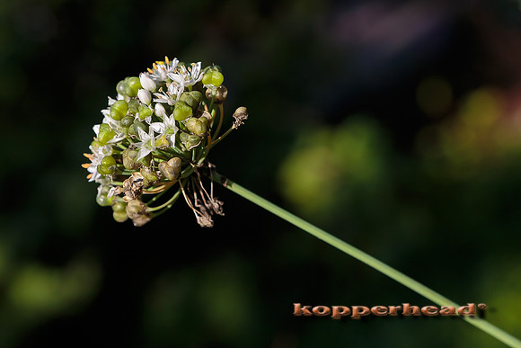 41379 09 2015 Kopperhead
