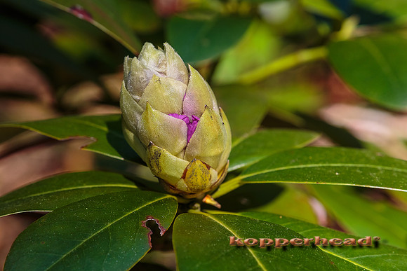 51119 05 2016 Kopperhead