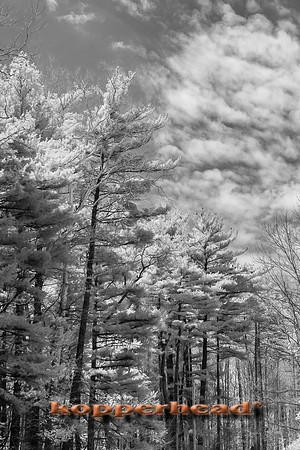 69379ir 05 2016 Kopperhead