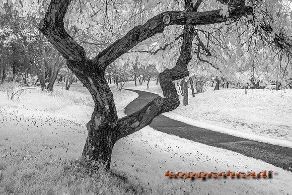 69356ir 05 2016 Kopperhead