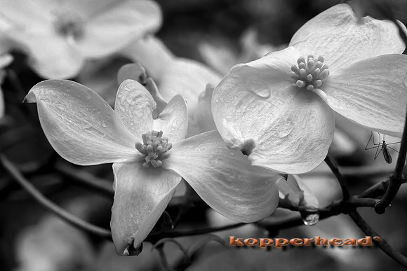 69327ir 05 2016 Kopperhead