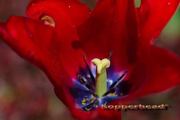 51202 05 2016 Kopperhead