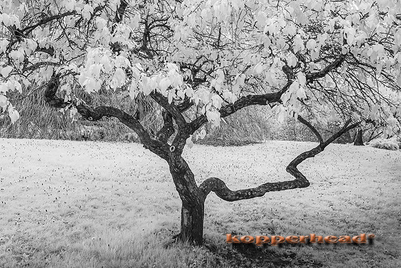 69357ir 05 2016 Kopperhead