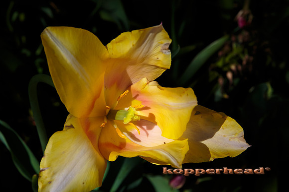 51172 05 2016 Kopperhead
